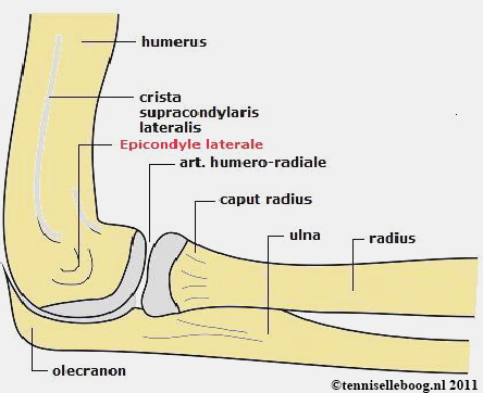 humerus, ulna en radius vormen samen het ellebooggewricht